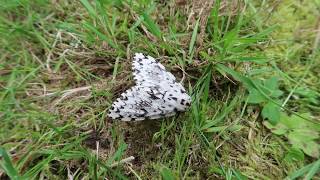 The Amazing Nun-moth!  Lymantria monacha from Europe