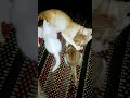 lola cleaning her little baby kitten😻cute and funny kittens videos