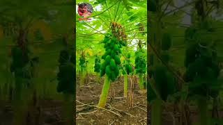 पपीता की खेती से लाखों रुपए कमाता किसान / papita ki kheti kaise kare! papaya  farming #shots# video