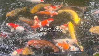 地獄でなぜ悪い/星野源 (弾き語りcover)