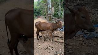 ഒരു പാലുകുടി അപാരത #breastfeeding #mom #kids #pets #farming #cow #cowvideos #cowlover