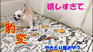 大好きなおやつをあげると嬉しすぎて豹変しちゃうチワワ犬