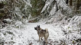 ワシントン州スクイムのロビン ヒル パークで、ノルウェー エルクハウンドと一緒に雪のワンダーランド ハイキングに参加しませんか。