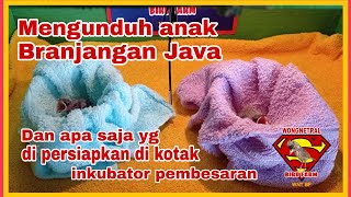 Panen anakan branjangan java dan apa saja yg diperhatikan di inkubator pembesaran.