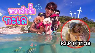 ตะลุยท้องทะเลกับแก๊งหมี พาดำน้ำลึก!🌊 (R.I.P เต่าทะเลยักษ์🐢) l มีลูกเป็นหมา ep.145