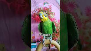 #年轻人养宠图鉴 #夏日萌友季 #快分享计划  #cuteparrot #birds #parrot