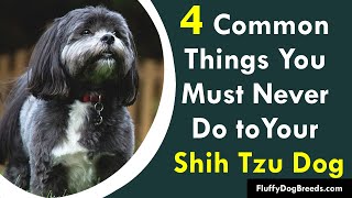4 Common Things You Must Never Do to Your Shih Tzu Dog