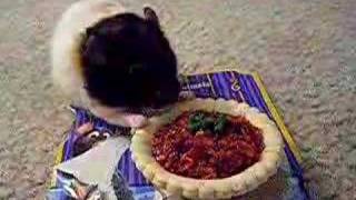 Ratatouille Hamster Treat 1