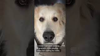 How can you resist those eyes? #greatpyrenees #bigdog #dogs #begging #gentlegiant #pyrenees #floof