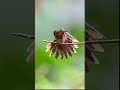 the extraordinary saw billed hermit with