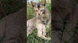 Jungle cat #nature #youtubeshorts