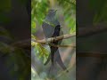 শেষ বিকেলের ফিঙে পাখি black drongo in late afternoon bird