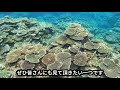 2021年5月8日のダイビングハイライト【石垣島】アドレナリン全開！！ドリフトダイビング！！