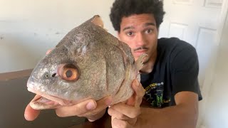 Is FIsh Head Good? ***Delicacy【Freshwater Drum】