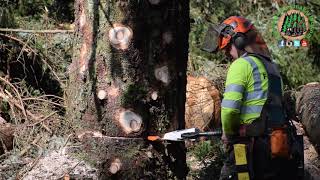 Tree Felling