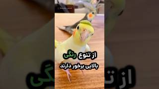 همه چیز درباره عروس هلندی 🥰رازهای نگفته درباره ی عروس هلندی 😎#shorts #short #birds #طوطی #پرنده