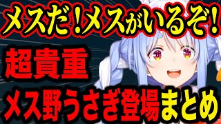 【ホロライブ】ぺこらとメス野うさぎの絡みまとめ