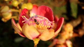 Cannonball Flower and Bee