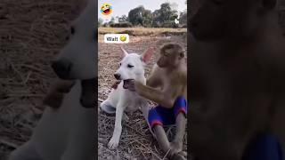 अबे इसको समझा ले इसकी जुबान 😂🧿🔥❤️ #funny #comedy #dog #animals #vlog #ojha #comedymemes  #ytshort