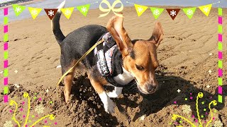 今年最強のハイテンションで海を乱舞するビーグル犬ハピちゃん