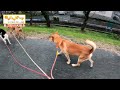 【猟犬】正月から大脱走！ 猟犬 猪猟 犬 犬動画 狩猟