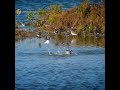 so cute marsh sandpiper bird review bird nest