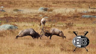 Battle of the Bulls: The Sights and Sounds of the Elk Rut in Rocky Mountain National Park!