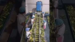 Corn Processing Machine #Shorts #Corn