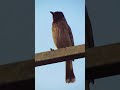 meet the red vented bulbul the colorful song bird of india 😊 youtubeshorts shorts nature song