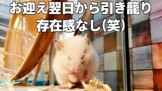 キンクマ新家族のお迎え当日～5日目、引き籠りすぎやん´；ω；`【ゴールデンハムスター】