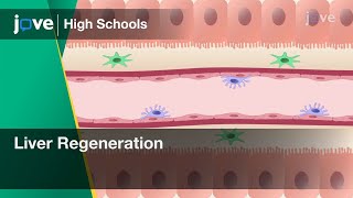 Liver Regeneration | Cell Bio | Video Textbooks - Preview