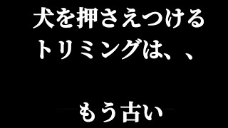 絶対に噛み犬にしないトリミング方法　抑えつけるトリミングはもう終わり#ハズバンダリー #トリマー#トレーナー