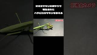 オオカマキリの餌やりで寄生されたハラビロカマキリを与える