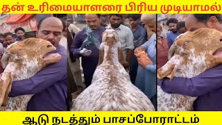 தன் உரிமையாளரை பிரிய முடியாமல் ஆடு நடத்தும் பாசப்போராட்டம்🐏😭காண்போரட்டம் கண்கலங்க செய்தது#rojakili