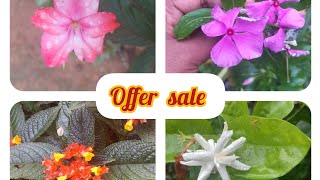 clearance sale#offer sale ചെടികൾ കുറഞ്ഞ വിലയിൽ watsapp 96336 72294