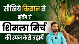 Coloured Capsicum Farming | रंगीन शिमला मिर्च की खेती | कटाई-छंटाई से बढ़ेगा उत्पादन