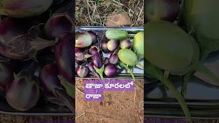 ఈరోజు రకరకాల వంకాయలు హార్వెస్ట్ చేసాం#garden