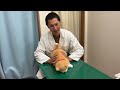 小型犬・猫が喉に異物を詰まらせた場合の緊急対処法【獣医師解説】get stuck in the throat