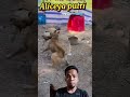 ngeri pertarungan anjing dalam 1 kandang sampai seperti ini..@aliceyaputri animals vidioshort