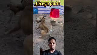 NGERI PERTARUNGAN ANJING DALAM 1 KANDANG SAMPAI SEPERTI INI..@aliceyaputri # #animals #vidioshort