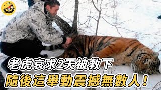 老虎遭捕獸夾險斷掌！哀嚎求救2天被男人救下，隨後這舉動超震撼.....|#奇跡 #不可思議 #動物 #新聞 #鏡頭記錄 #感動 #救援 #老虎 #震撼 #驚人 #暖心 #善良 #野生動物 #救助