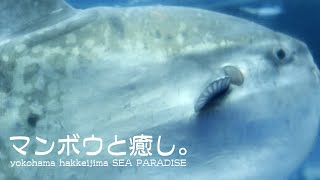 【AQUARIUM】【LUMIX S5】八景島シーパラダイス ４尾のマンボウに会う。