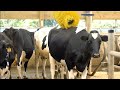 Cow Brush = Happy Cows | Organic Valley #shorts