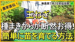 【玉ねぎ栽培】育苗箱で育てる簡単苗作りのコツ【有機農家直伝！無農薬で育てる家庭菜園】　23/9/16