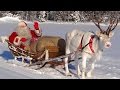 Reindeer of Santa Claus 🦌🎅children learning secrets of superlichens making reindeer to fly Christmas