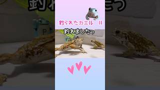 釣られたカエル(Ⅱ)は、こちらです★  #ミヤコヒキガエル #イエアメガエル #frog #カエル #かえる #Japanesetoad #癒し #おもしろ  #釣り #shorts #short