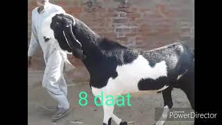 Beautiful and active Khassi Goat For sale