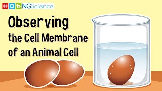 Observing the Cell Membrane of an Animal Cell