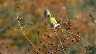 マヒワ/Eurasian Siskin