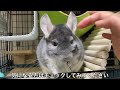 人参の葉っぱをフリーズしながら食べるチンチラ＃chinchilla＃チンチラ